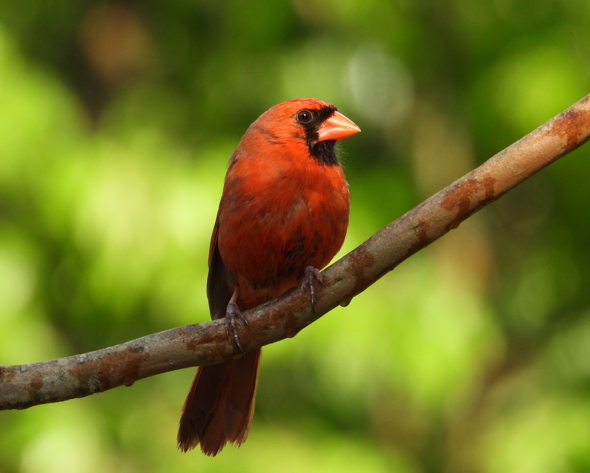Northern Cardinal - ML634499918