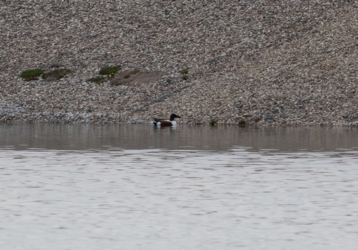 Northern Shoveler - ML634500024