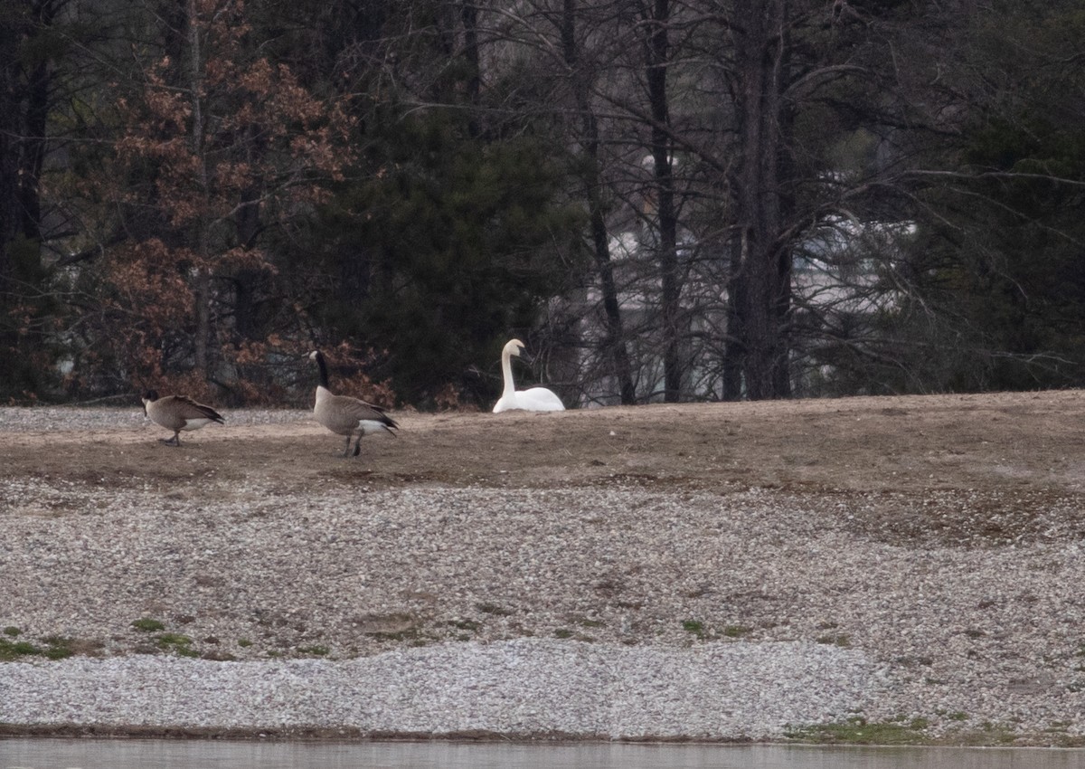 Trumpeter Swan - ML634500045