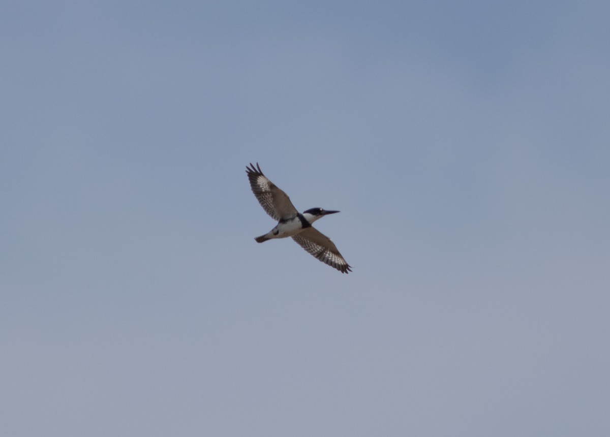 Belted Kingfisher - ML634500142