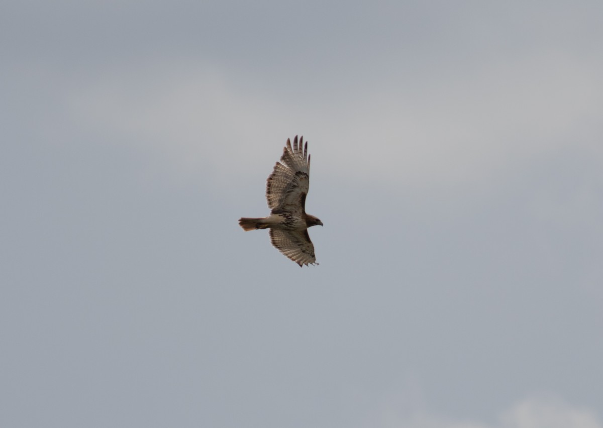 Red-tailed Hawk - ML634500154