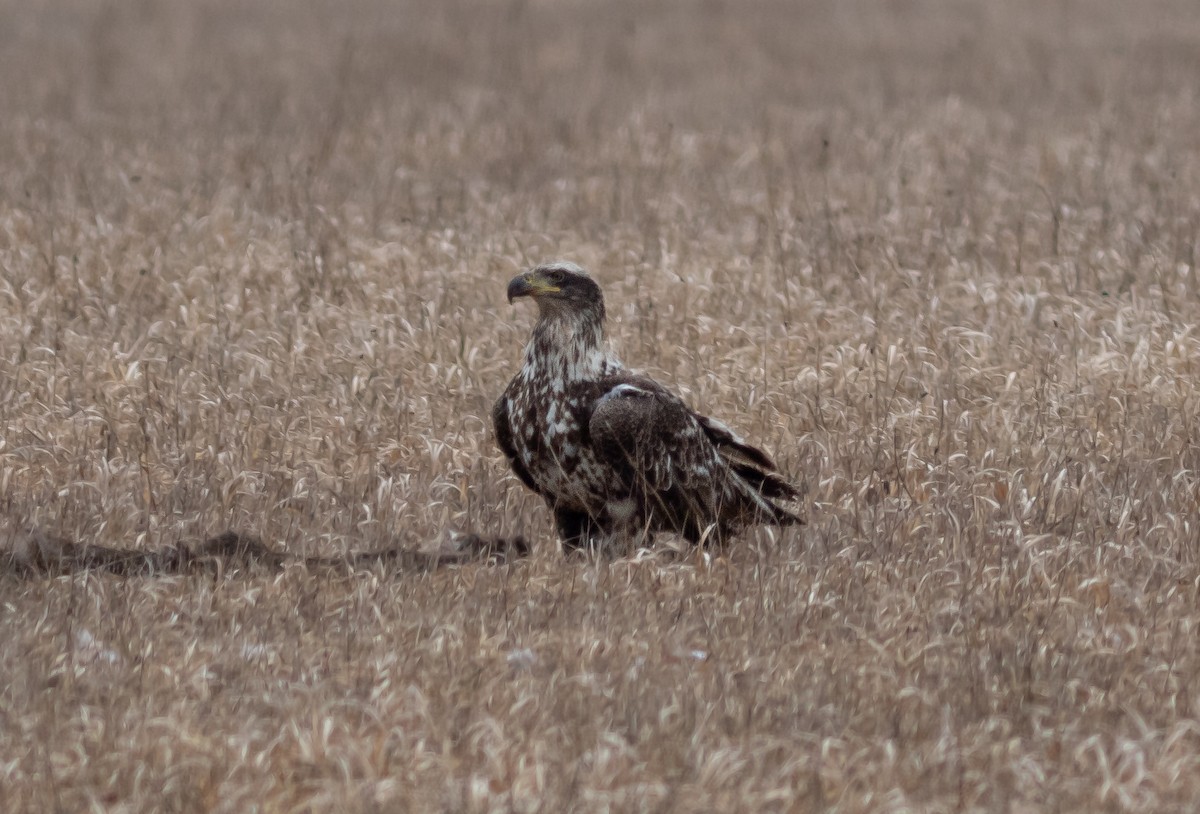 Bald Eagle - ML634500206