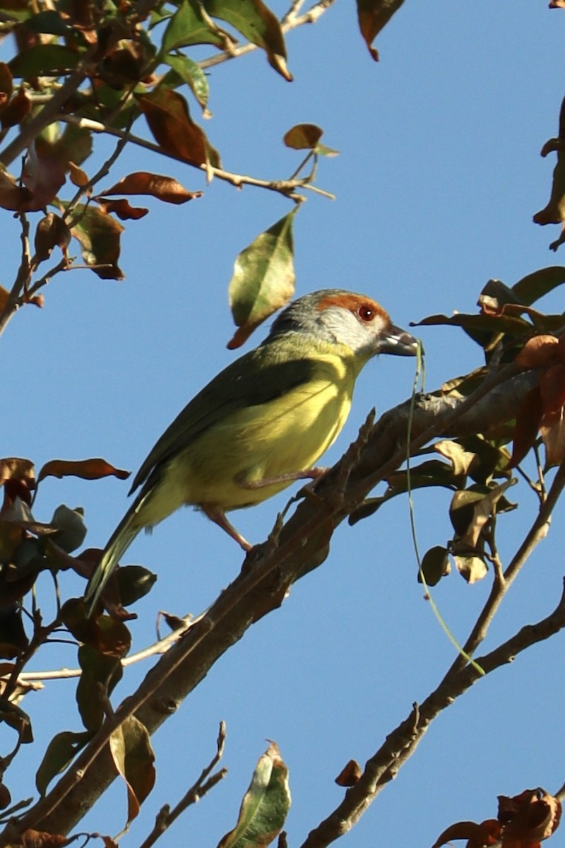 rustbrynvireo - ML634500228
