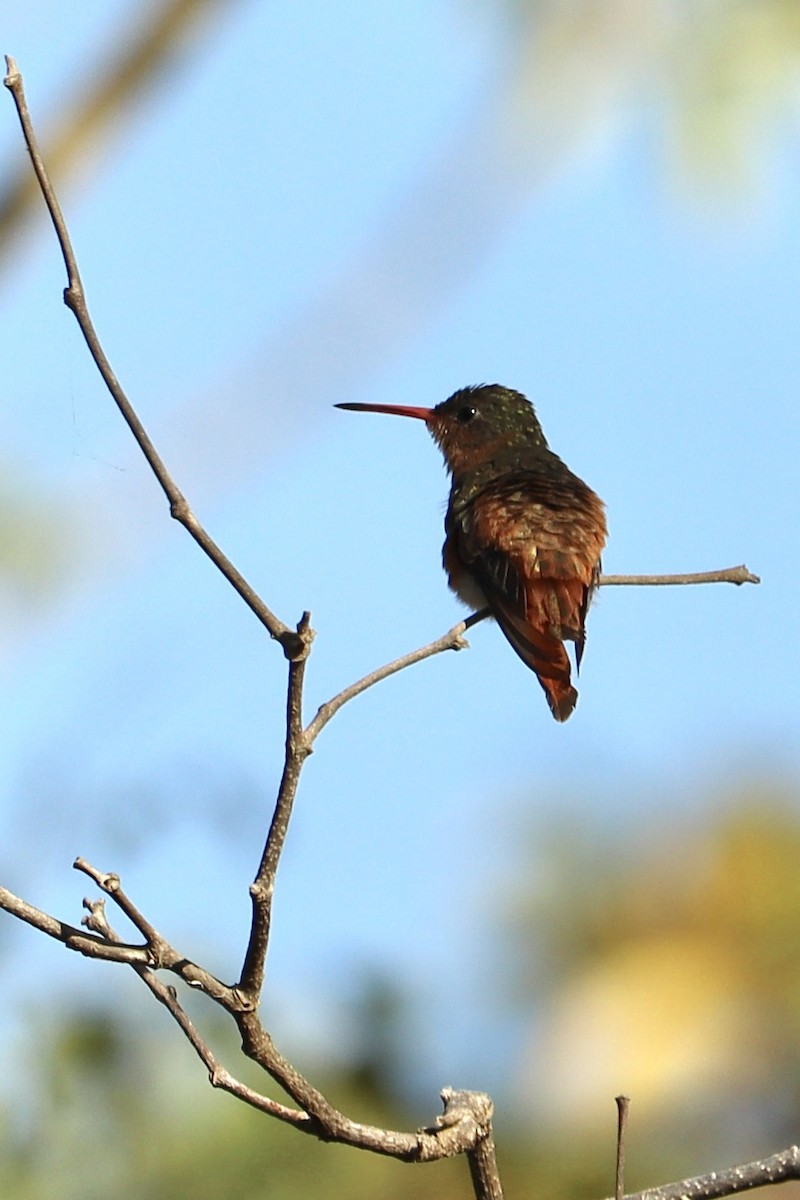 kanelkolibri - ML634500239
