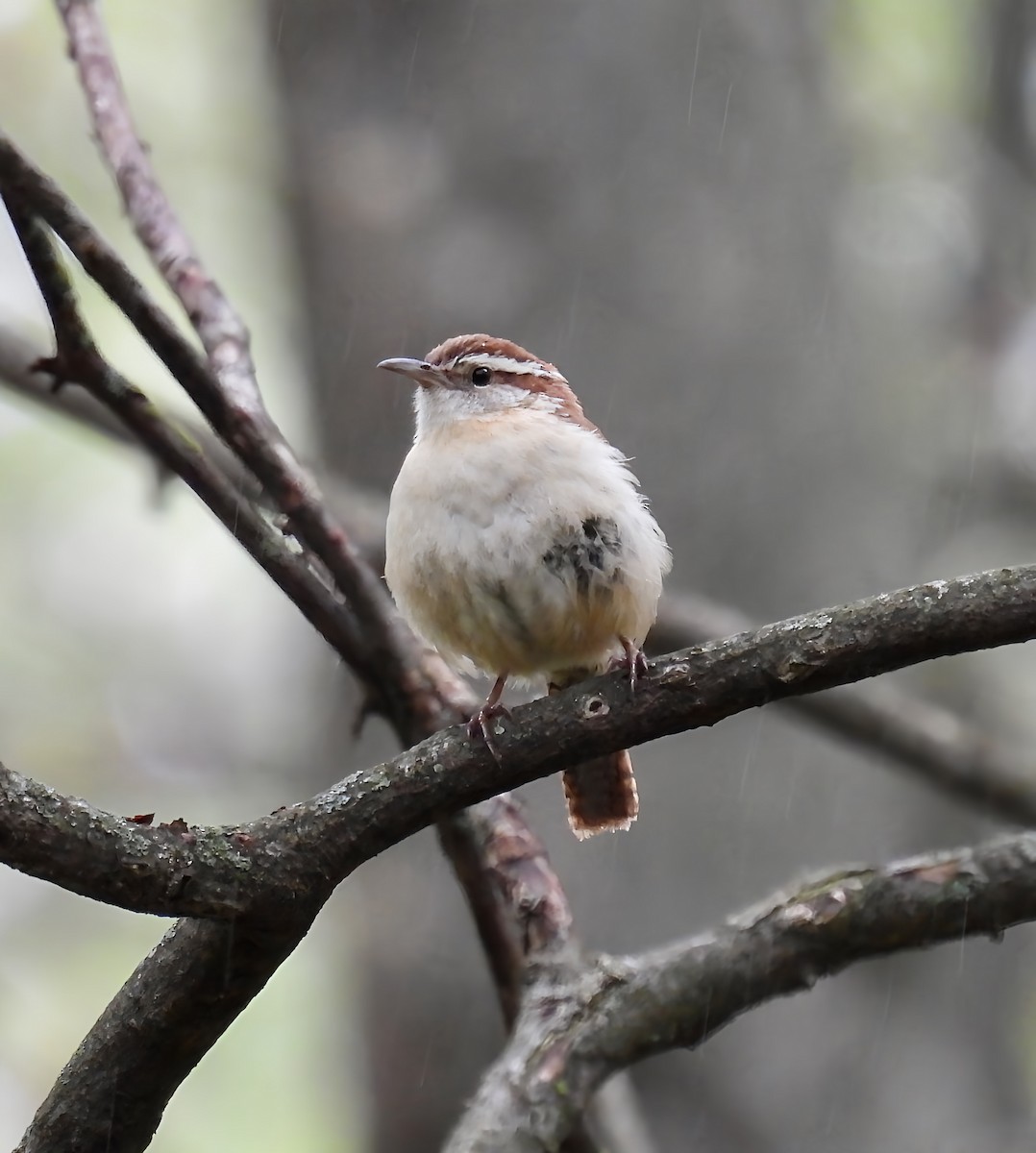 Carolina Wren - ML634500536