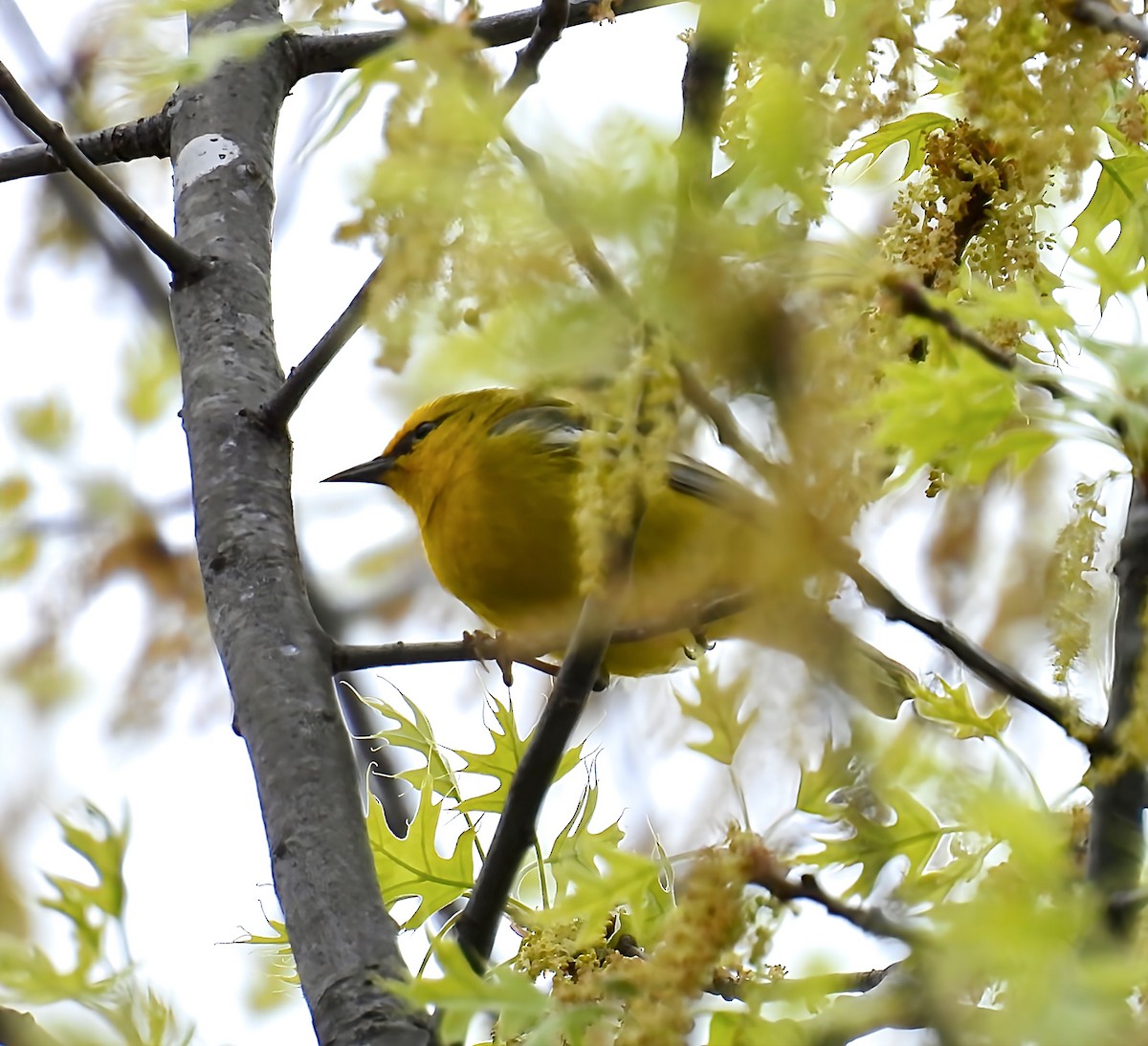 Blue-winged Warbler - ML634500546