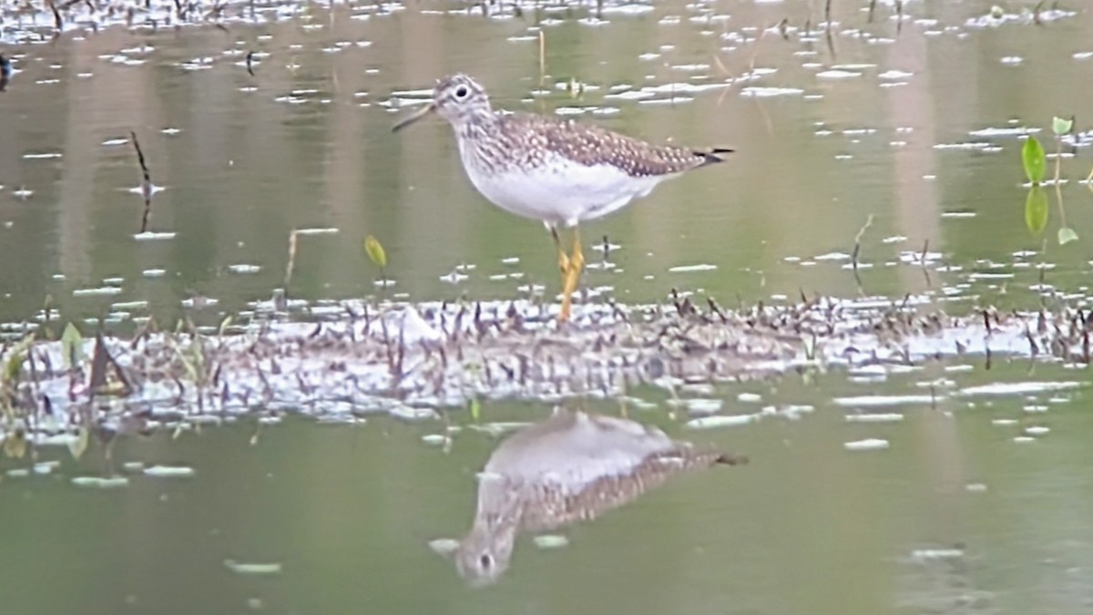 Solitary Sandpiper - ML634501024