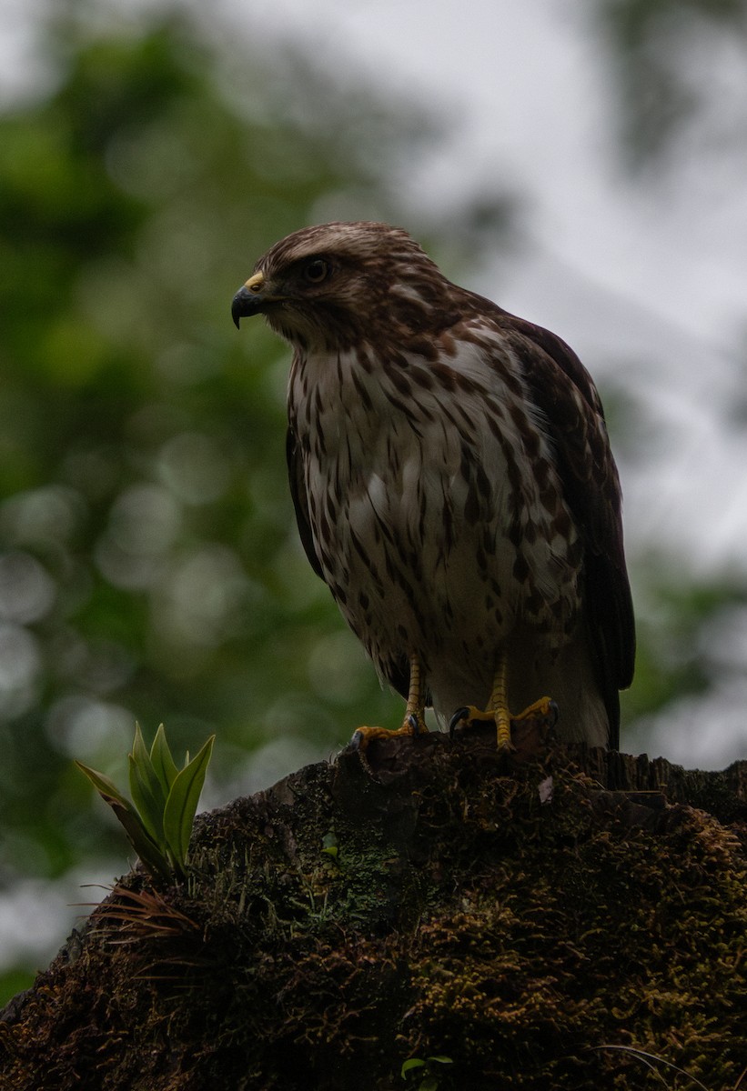 Канюк ширококрилий - ML634501105