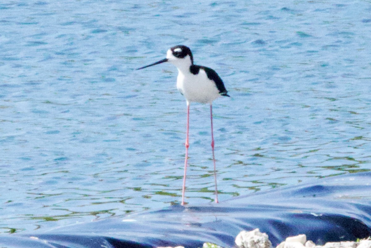 Black-necked Stilt - ML634501239