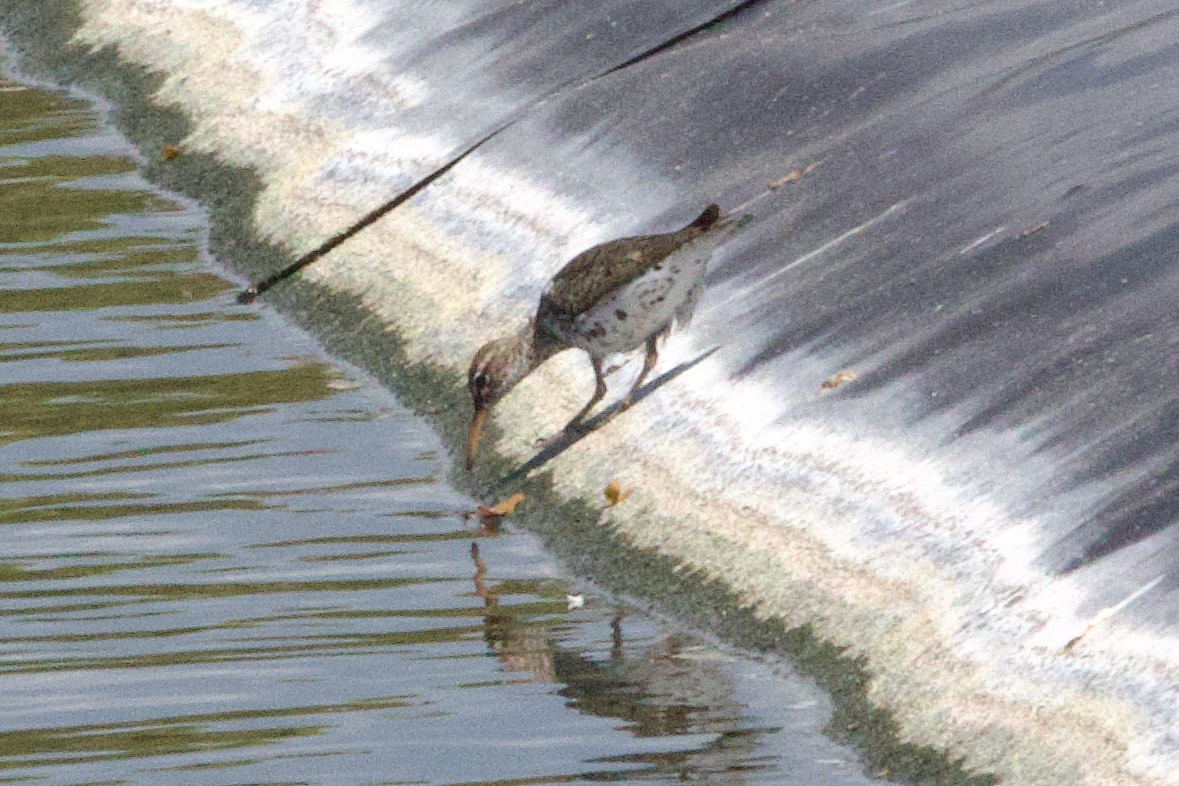 Spotted Sandpiper - ML634501246