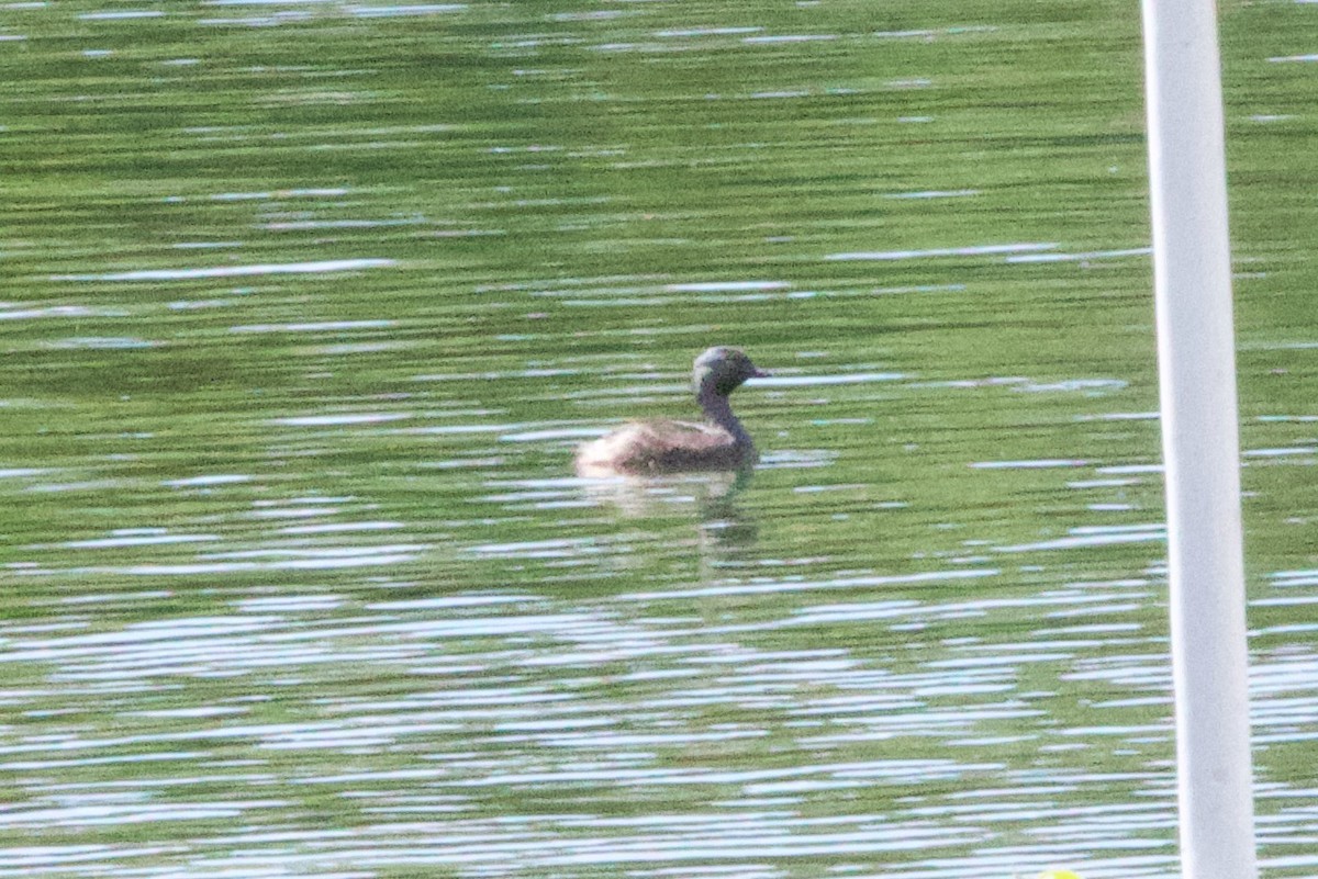 Least Grebe - ML634501301