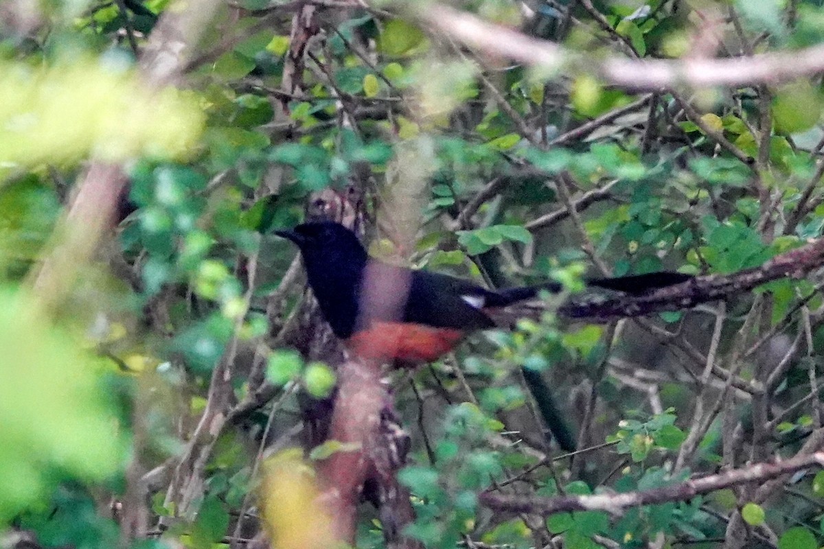 Sri Lankan Shama - ML634501523