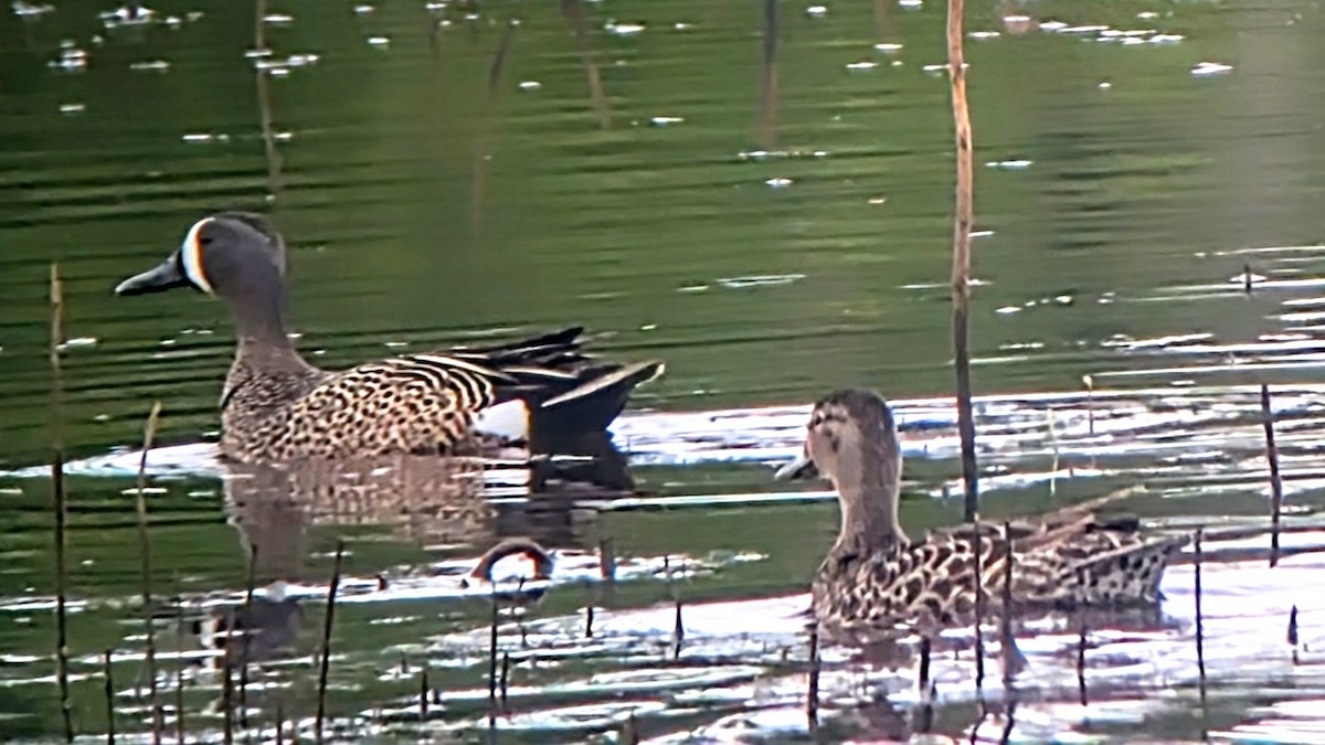 Blue-winged Teal - ML634501568