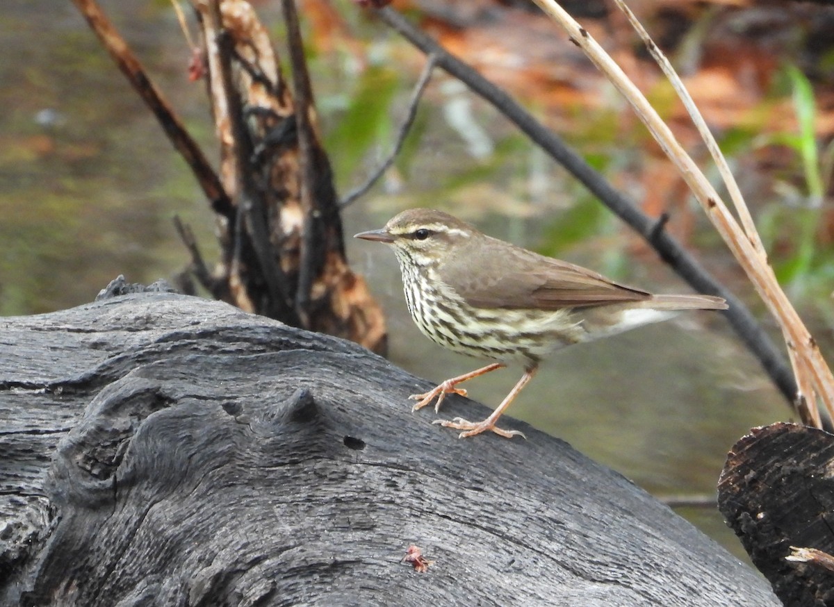 Northern Waterthrush - ML634501660