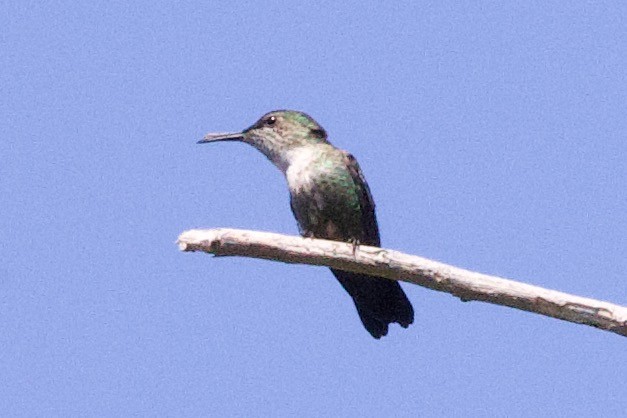 Vervain Hummingbird - ML634501681