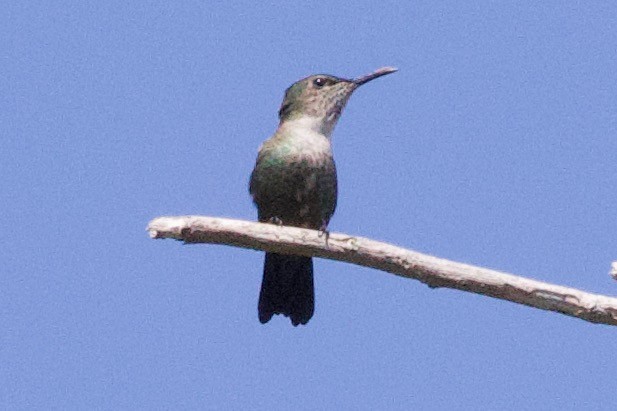 Vervain Hummingbird - ML634501682