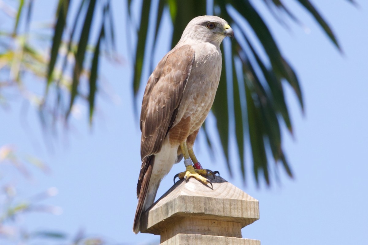 Ridgway's Hawk - ML634501703