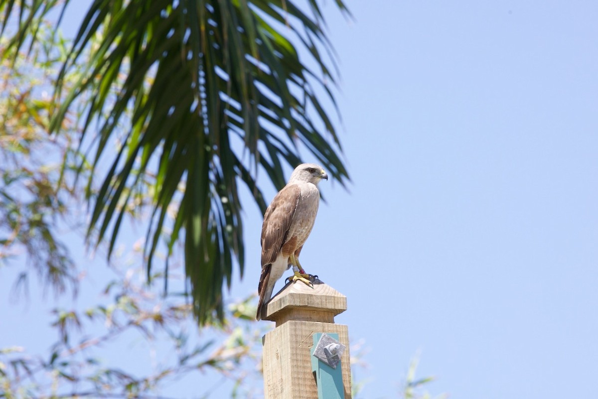 Ridgway's Hawk - ML634501704