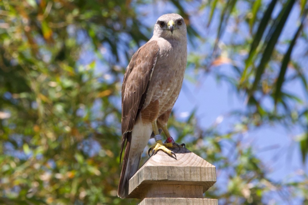 Ridgway's Hawk - ML634501705
