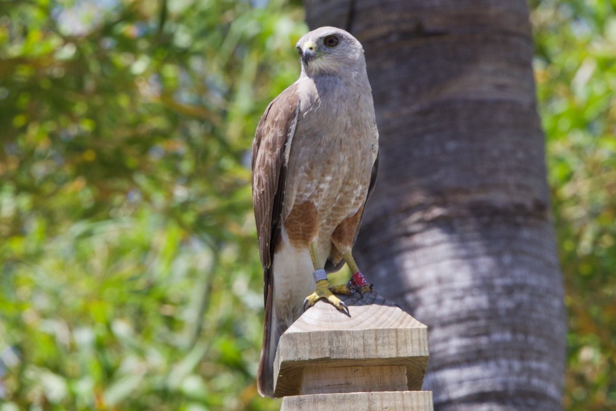 Ridgway's Hawk - ML634501706