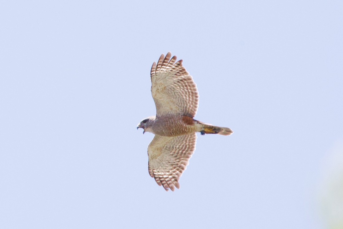 Ridgway's Hawk - ML634501707