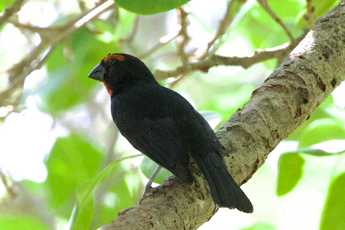 Greater Antillean Bullfinch - ML634501725