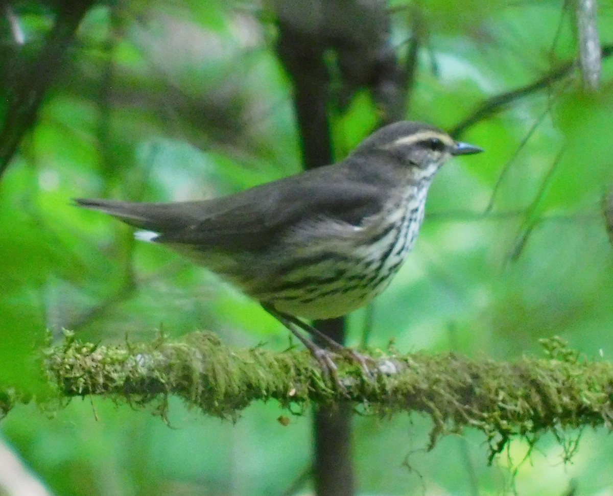 Смугастоволець річковий - ML634501827