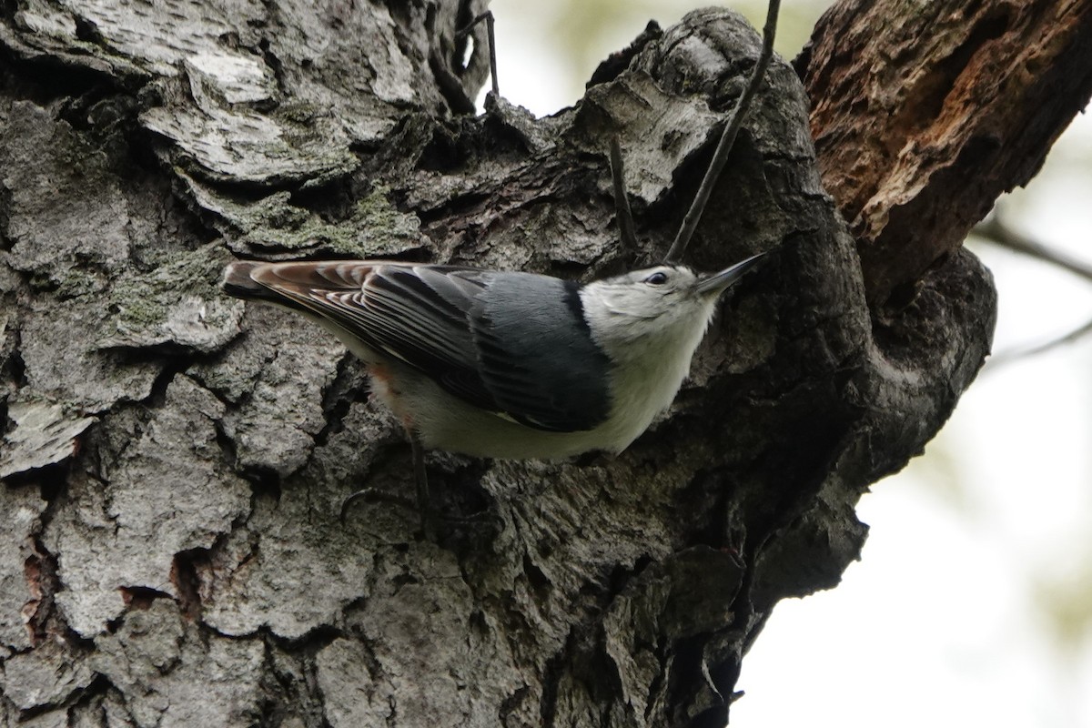 White-breasted Nuthatch - ML634501877