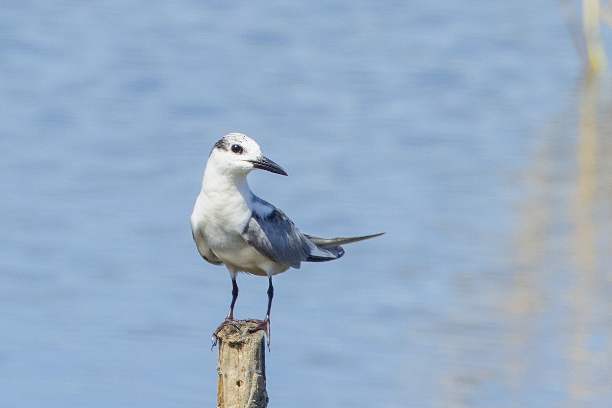 Whiskered Tern - ML634502012