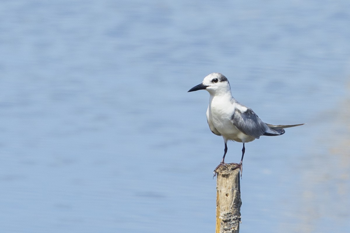 Whiskered Tern - ML634502018