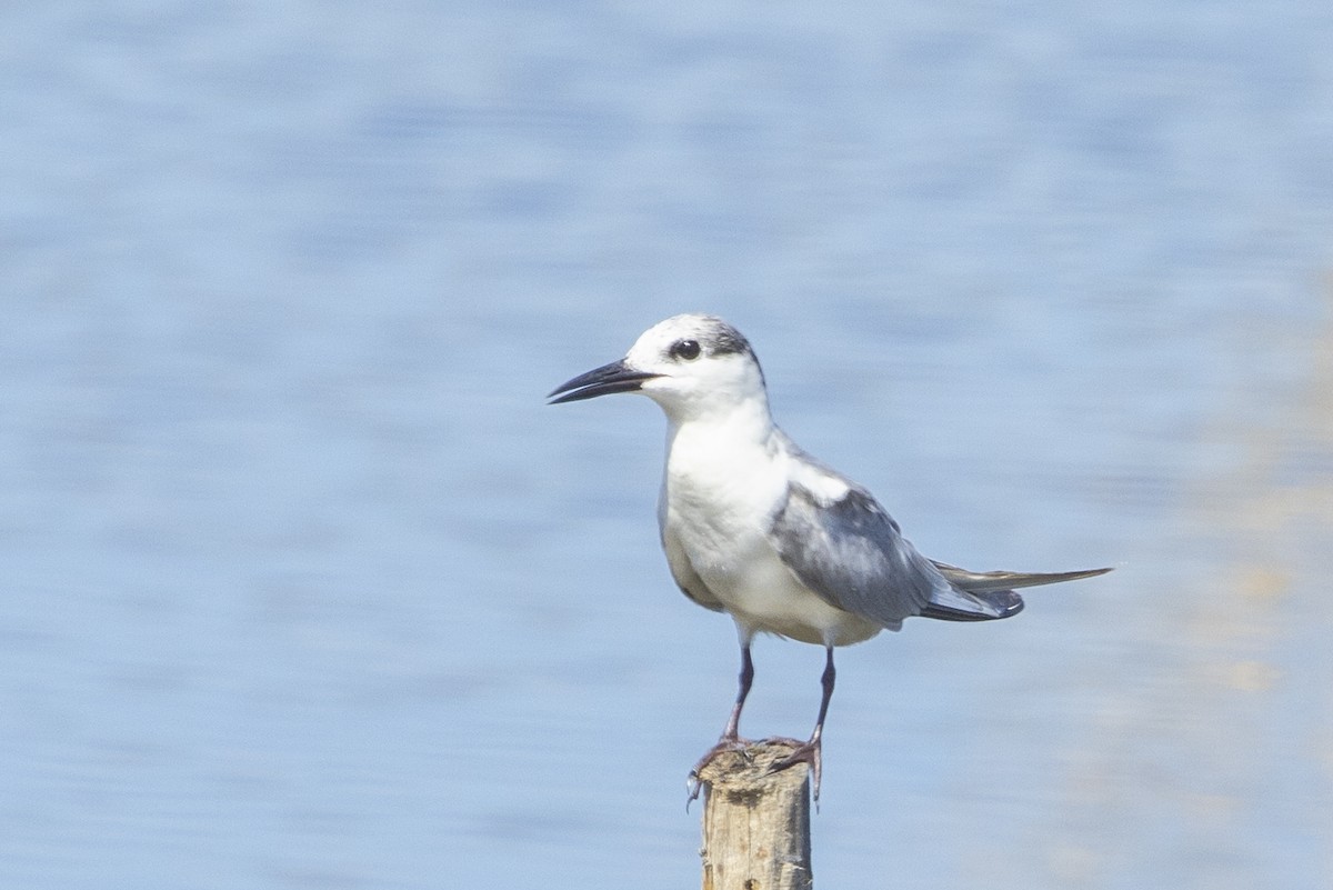 Whiskered Tern - ML634502023