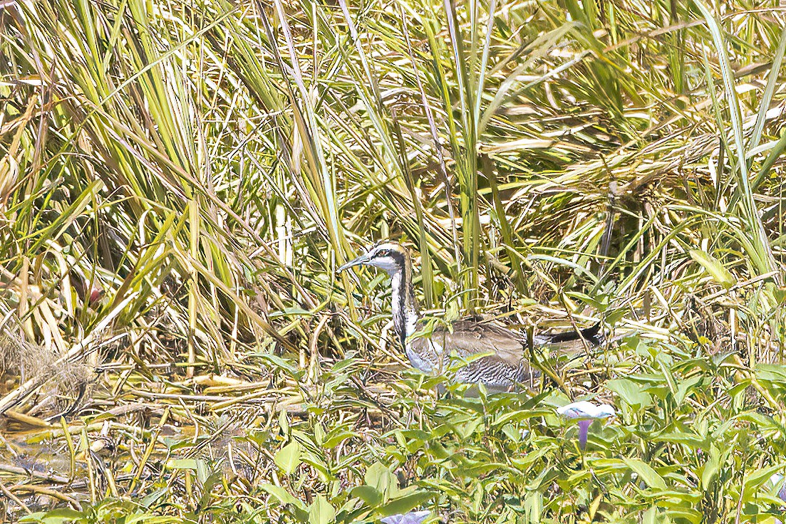 Pheasant-tailed Jacana - ML634502038
