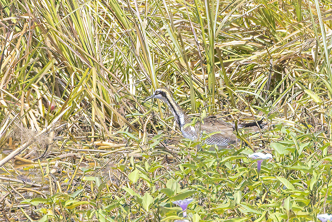Pheasant-tailed Jacana - ML634502043