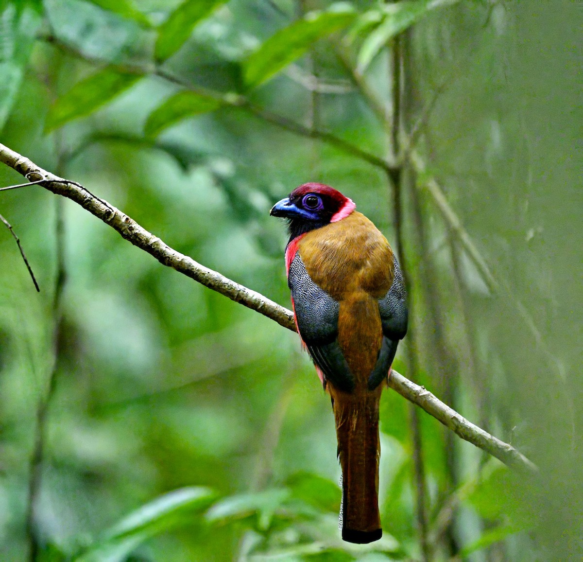 Diard's Trogon - ML634502046