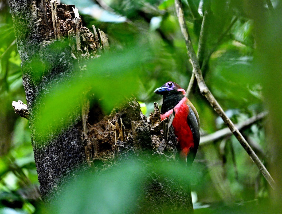 Diard's Trogon - ML634502048