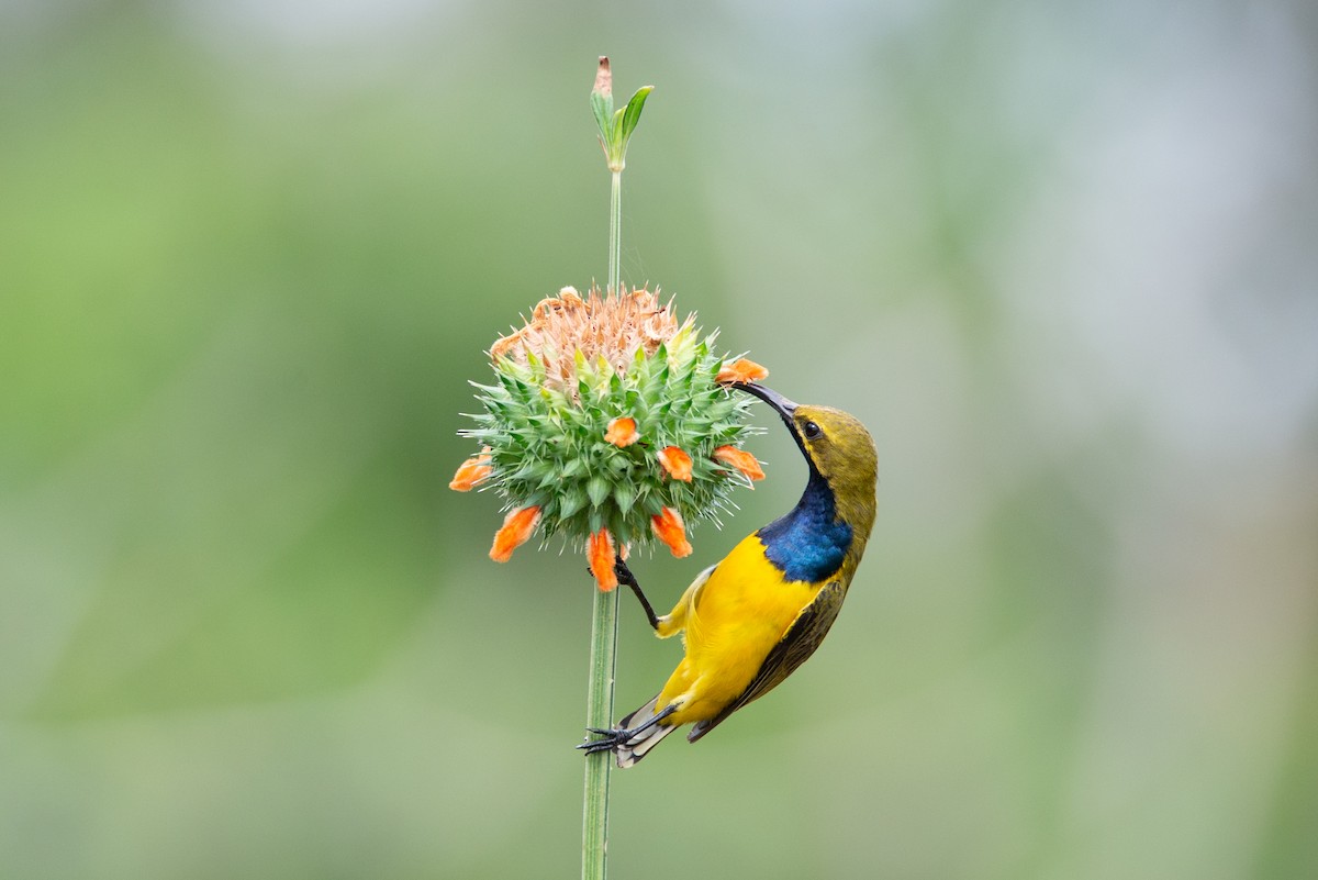 Sahul Sunbird - ML634502054