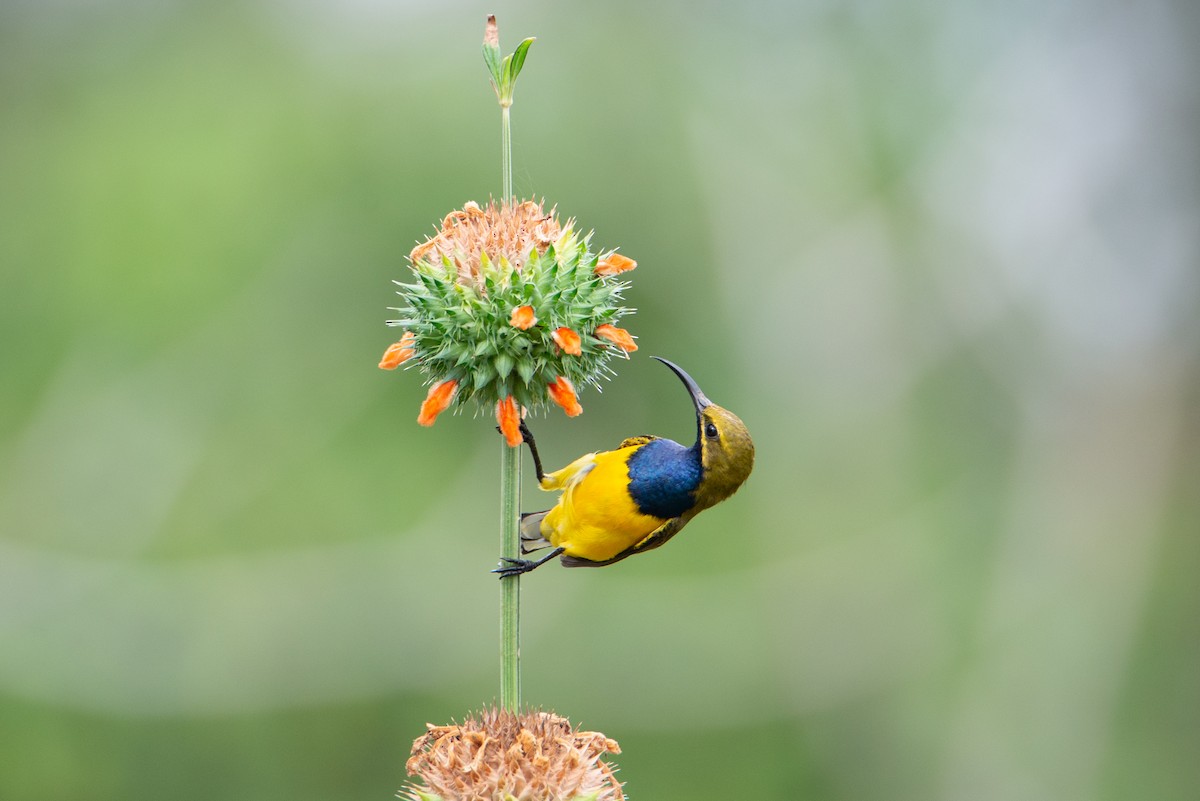 Sahul Sunbird - ML634502056