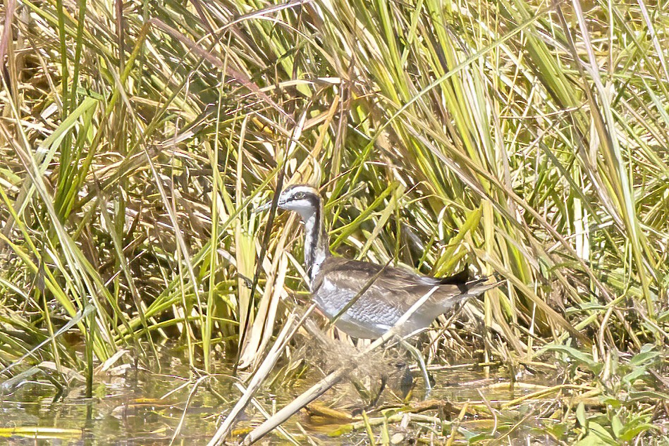 Pheasant-tailed Jacana - ML634502066