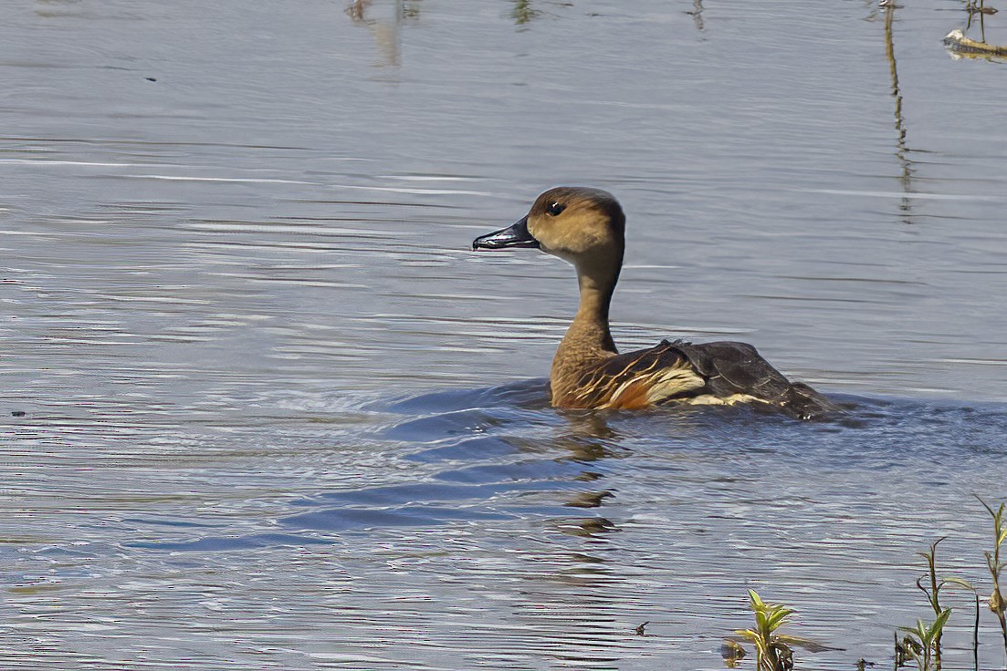 Wandering Whistling-Duck - ML634502094