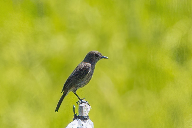 Pied Bushchat - ML634502126