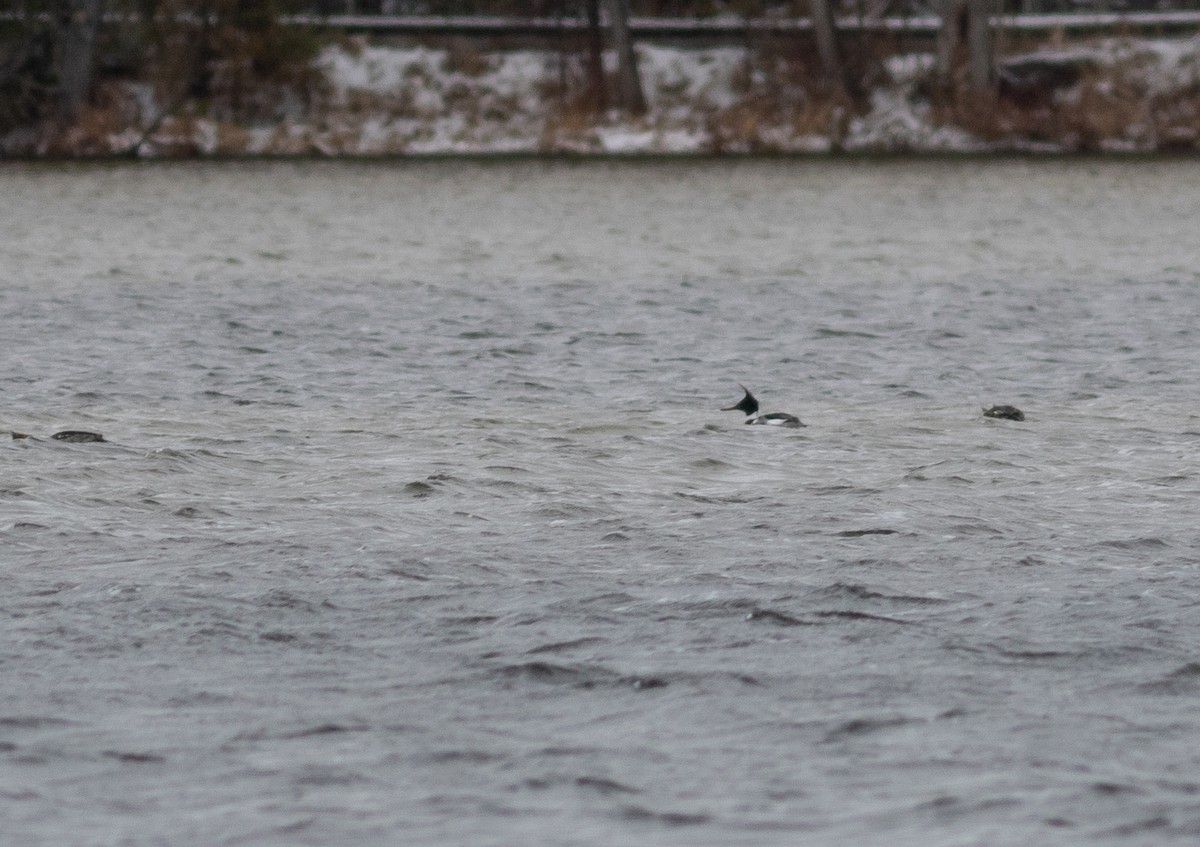 Red-breasted Merganser - ML634502127