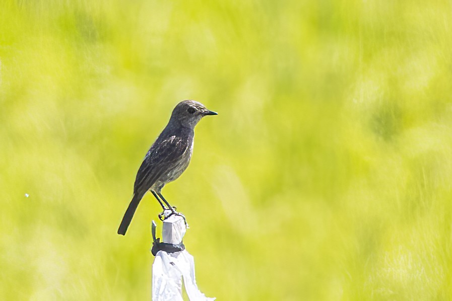 Pied Bushchat - ML634502129