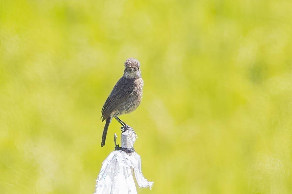 Pied Bushchat - ML634502140