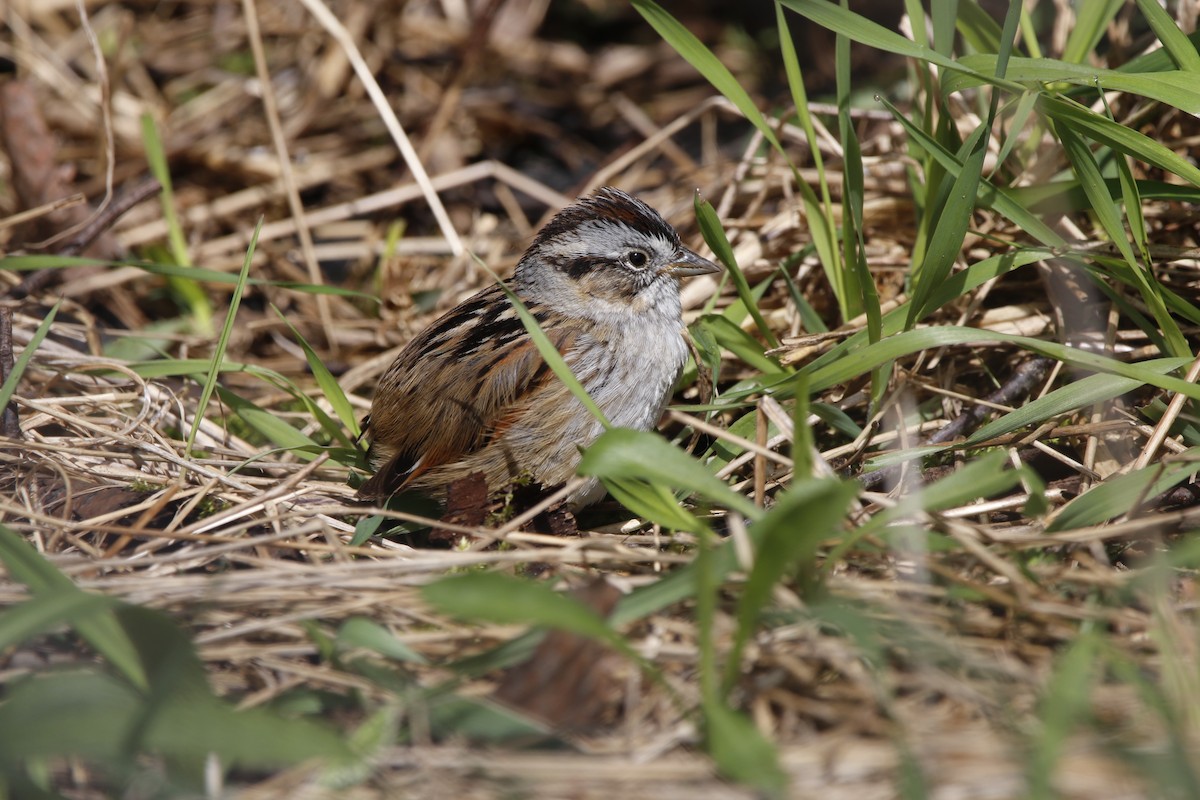 Swamp Sparrow - ML634502169