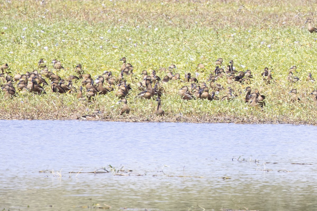 Wandering Whistling-Duck - ML634502170