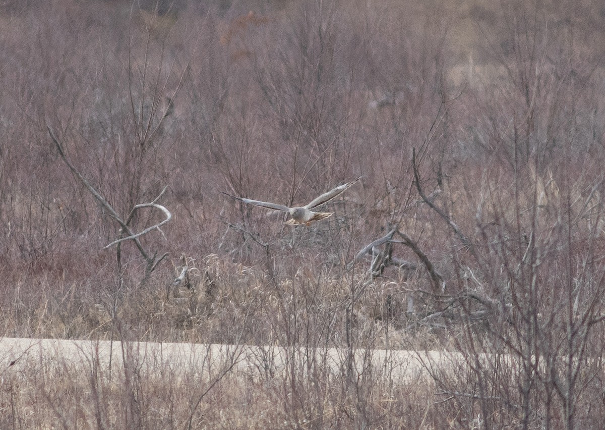 Northern Harrier - ML634502190