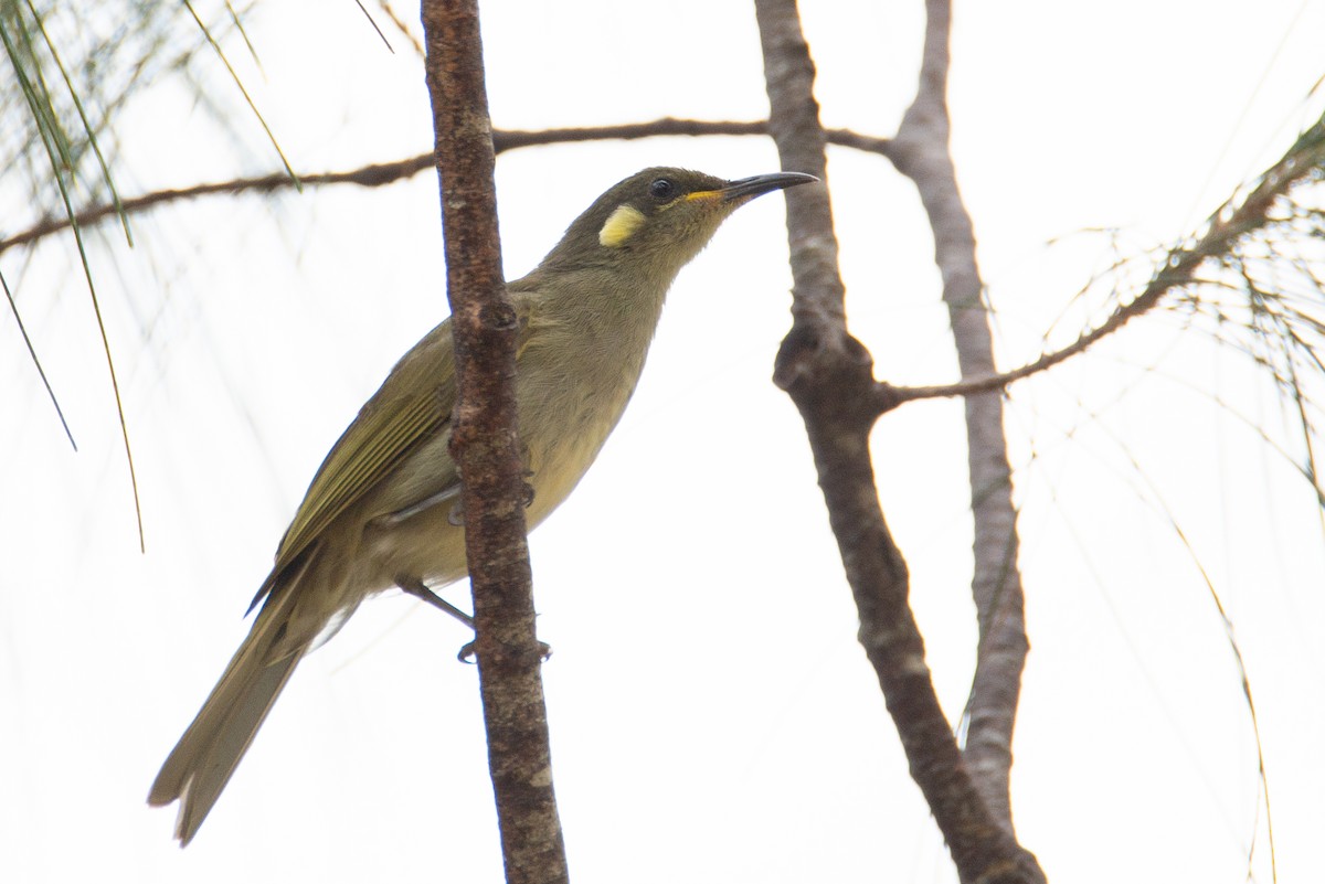 Graceful Honeyeater - ML634502198