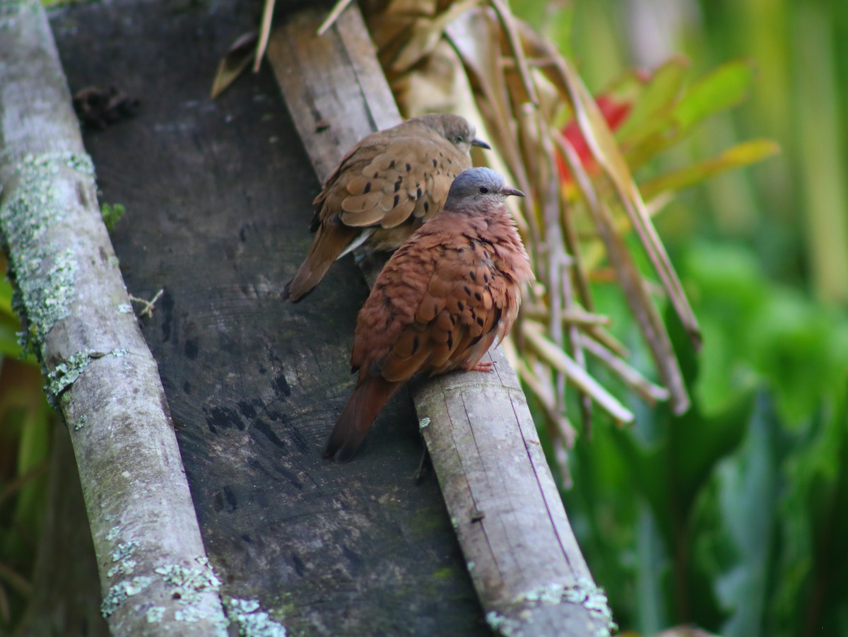 White-tipped Dove - ML634502282