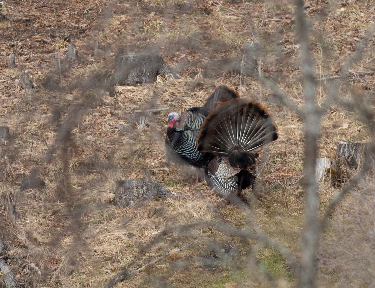 Wild Turkey - ML634502291