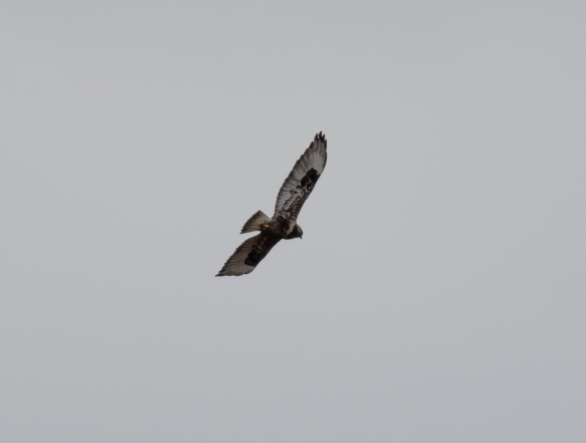 Rough-legged Hawk - ML634502387